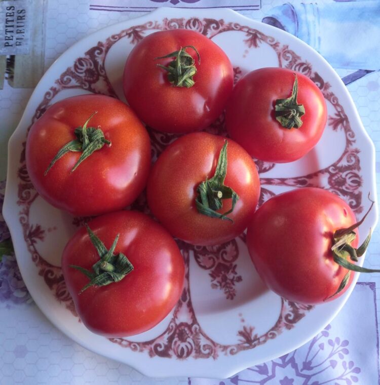 Pomodori Freddi Ripieni Di Tonno Le Ricette Di HamiciInCucina It